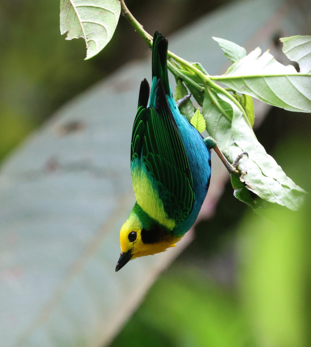 Multicolored Tanager - ML645720225