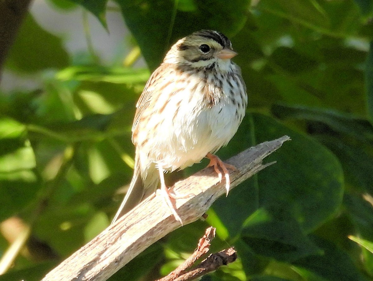 Savannah Sparrow - ML645720229