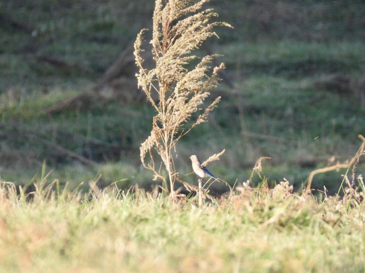 Eastern Bluebird - ML645720230