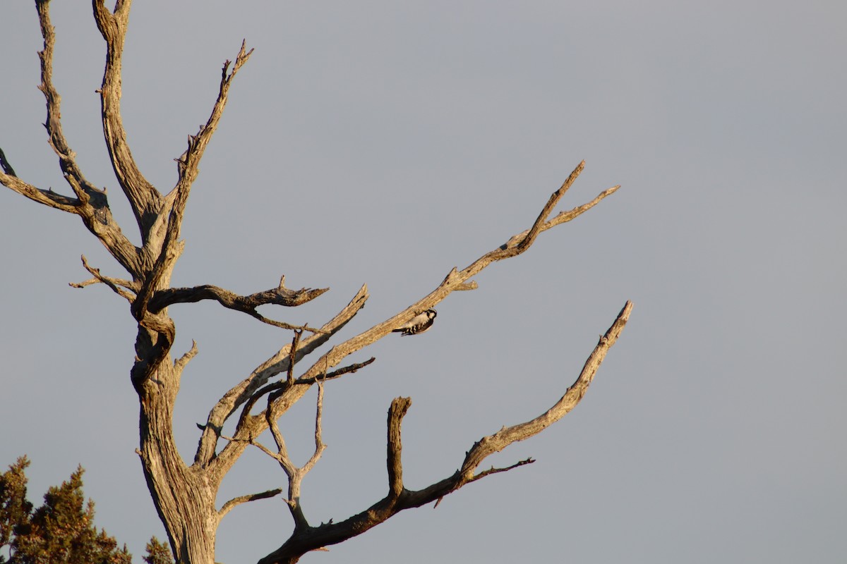 Downy Woodpecker - ML645720232