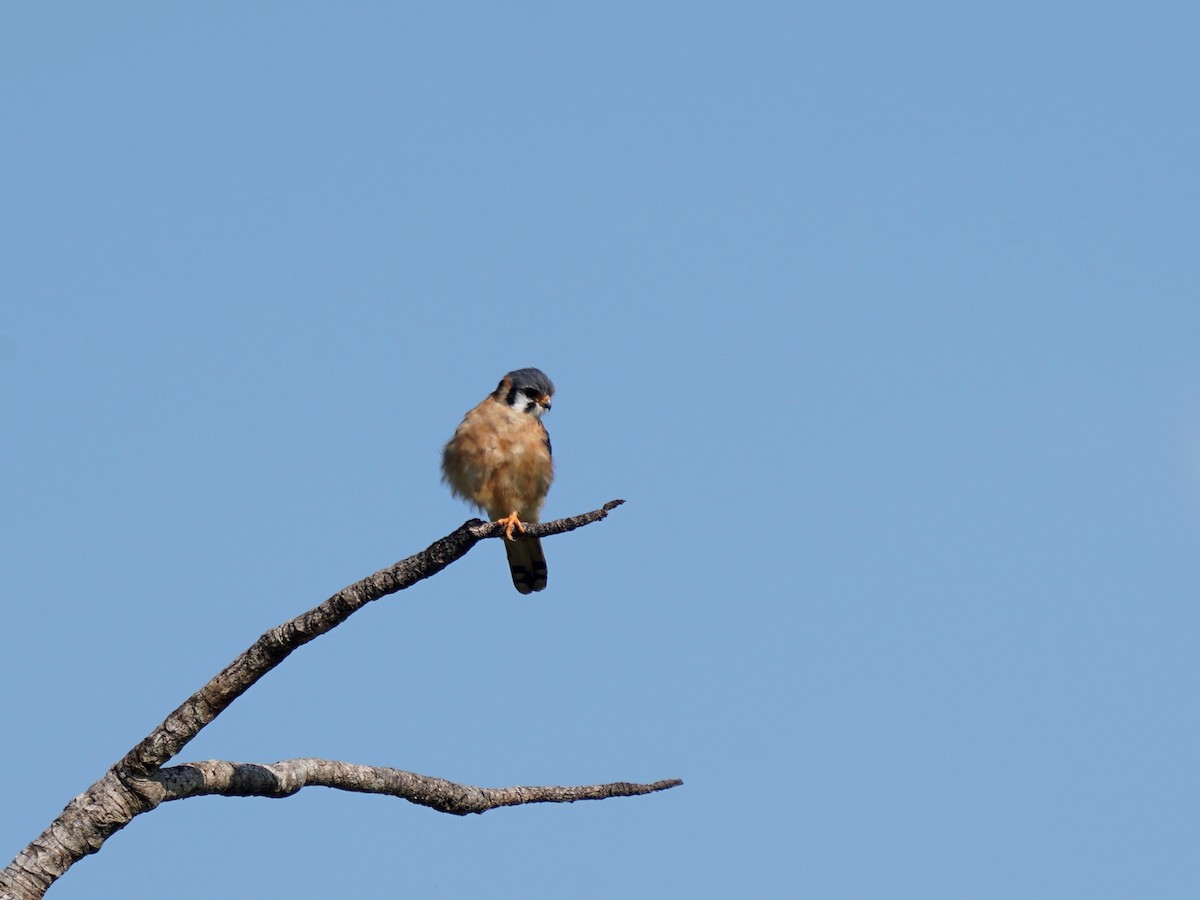 American Kestrel - ML645720233