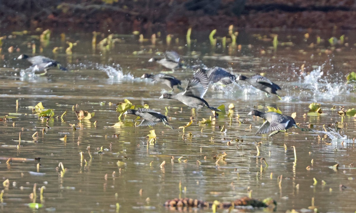 American Coot (Red-shielded) - ML645720234