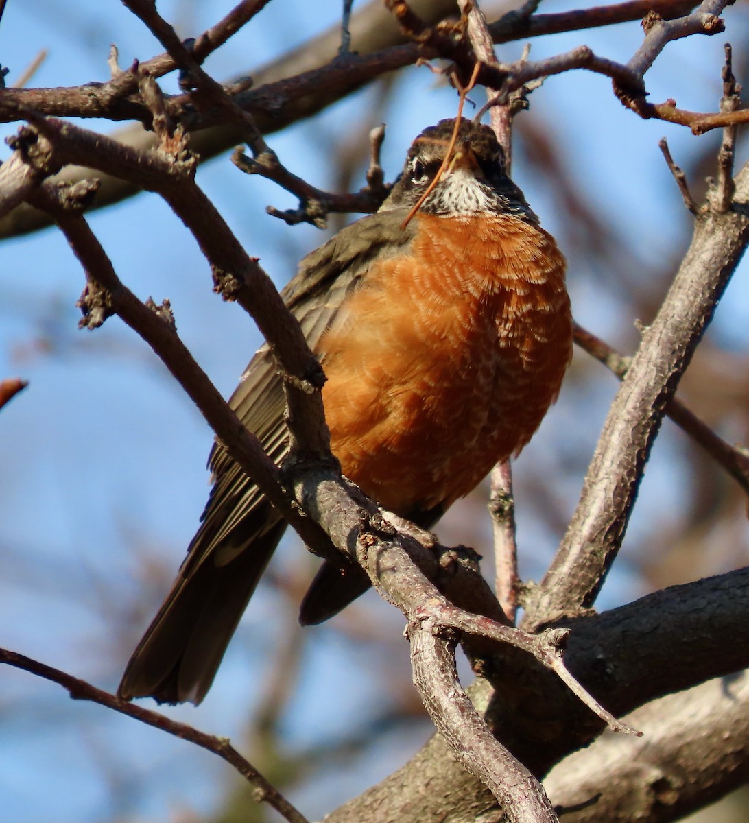 American Robin - ML645720236