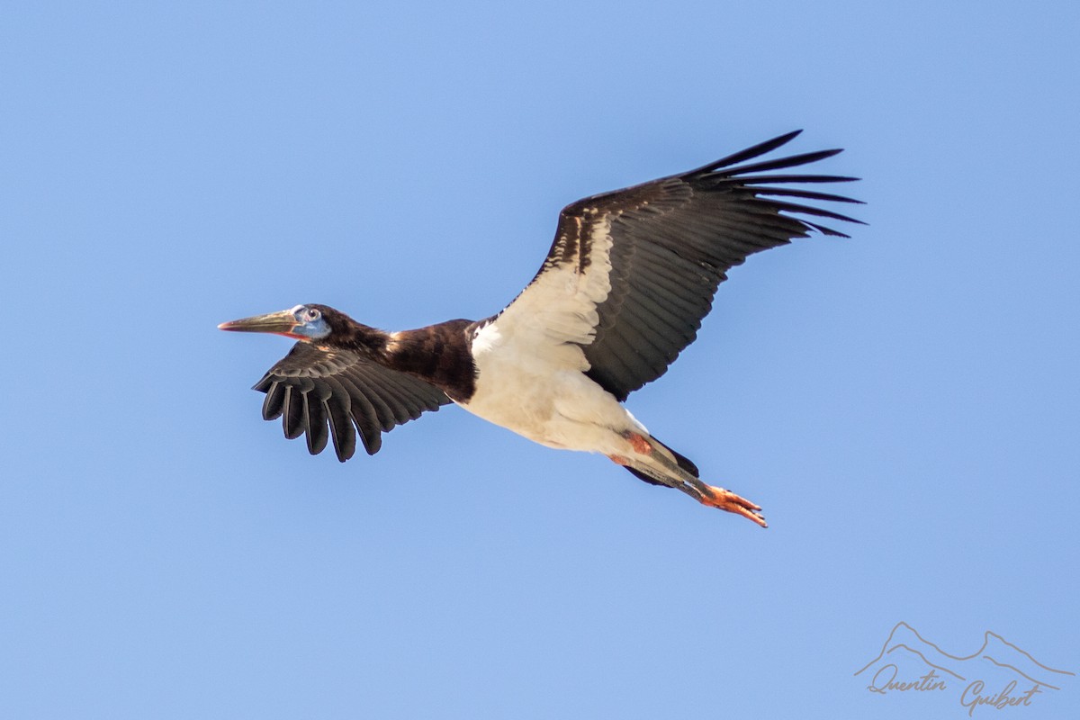 Abdim's Stork - ML645720237