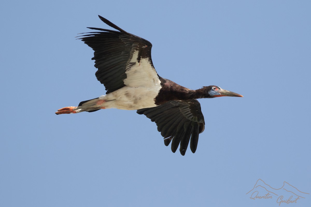 Abdim's Stork - ML645720238