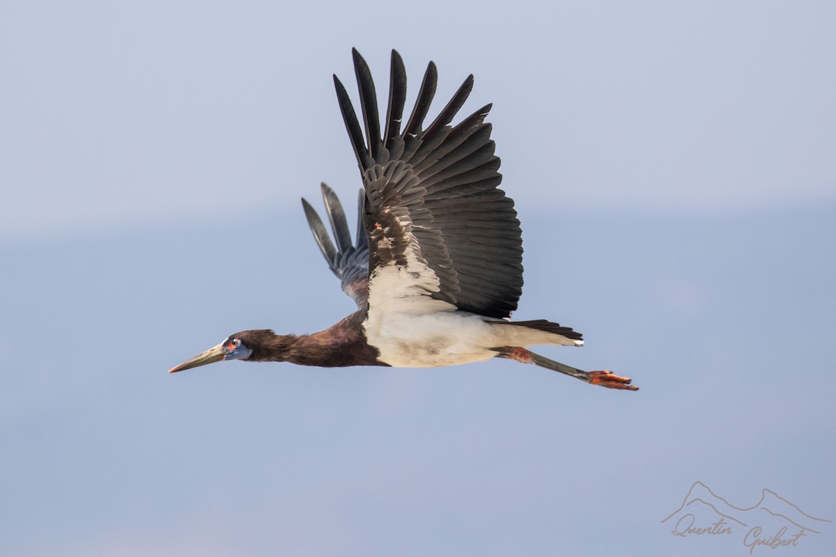 Abdim's Stork - ML645720239