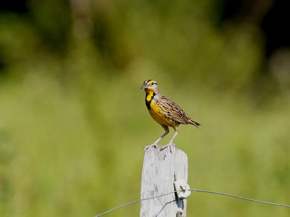 Eastern Meadowlark - ML645720240