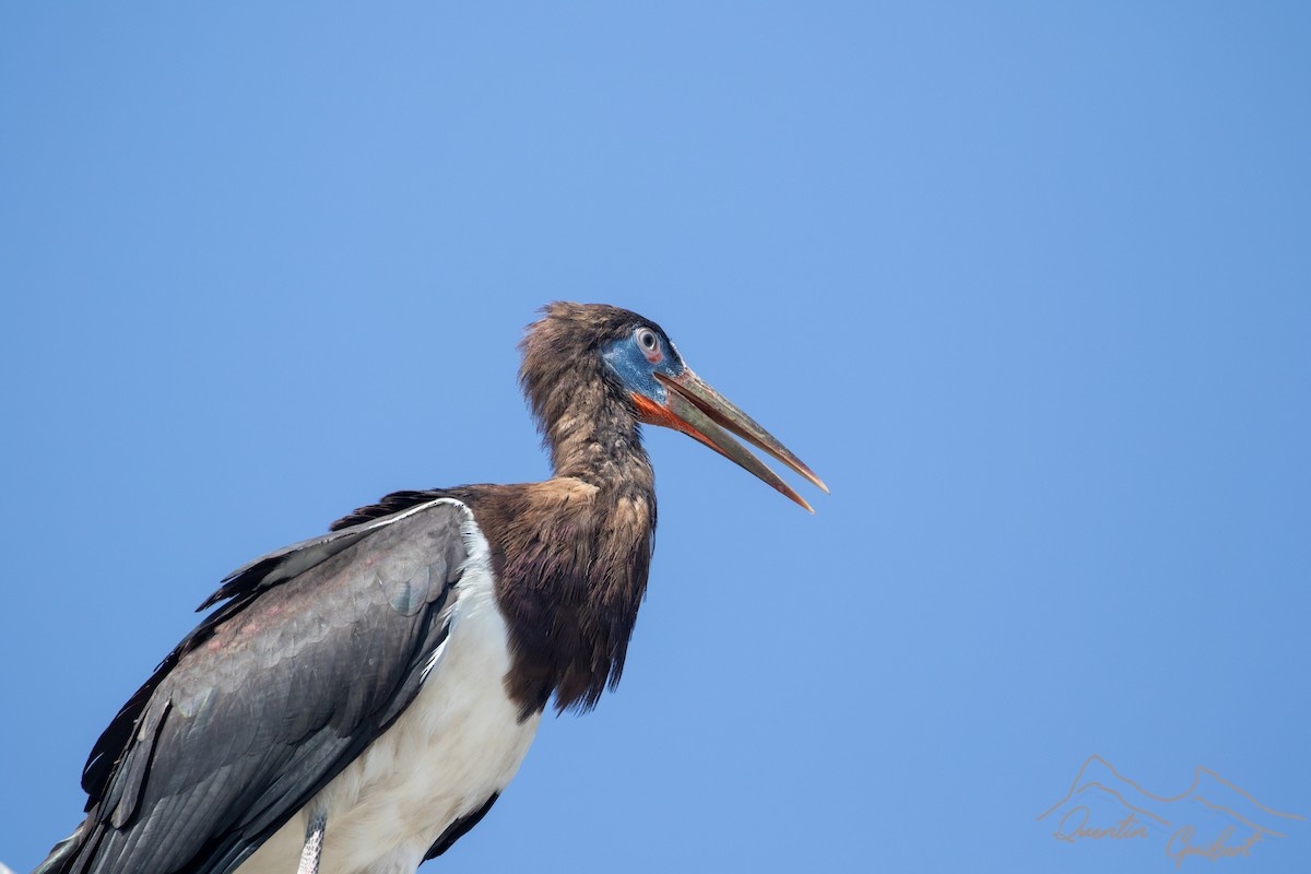 חסידת אבדים - ML645720241