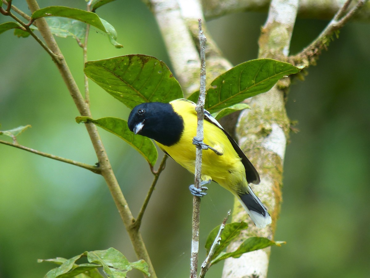 Palawan Tit - ML645720244