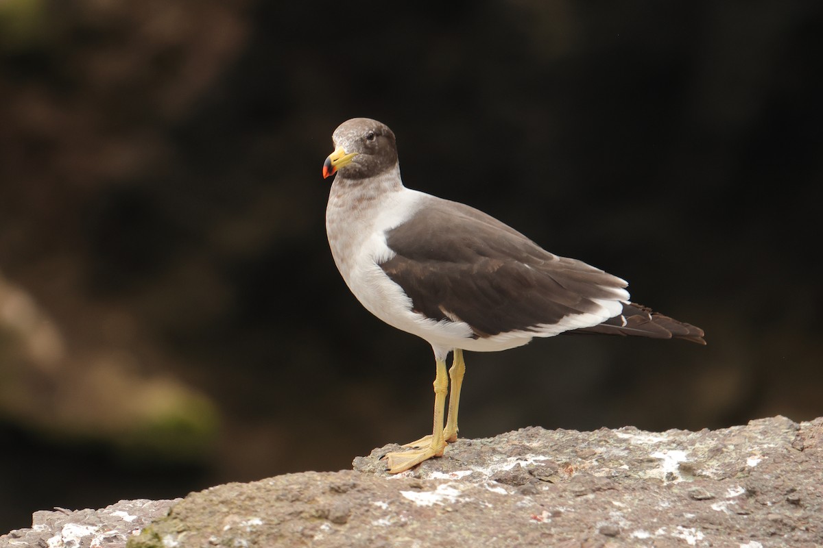 Belcher's Gull - ML645720245