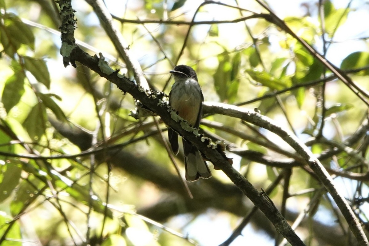 Northern Fantail (Timor) - ML645720248