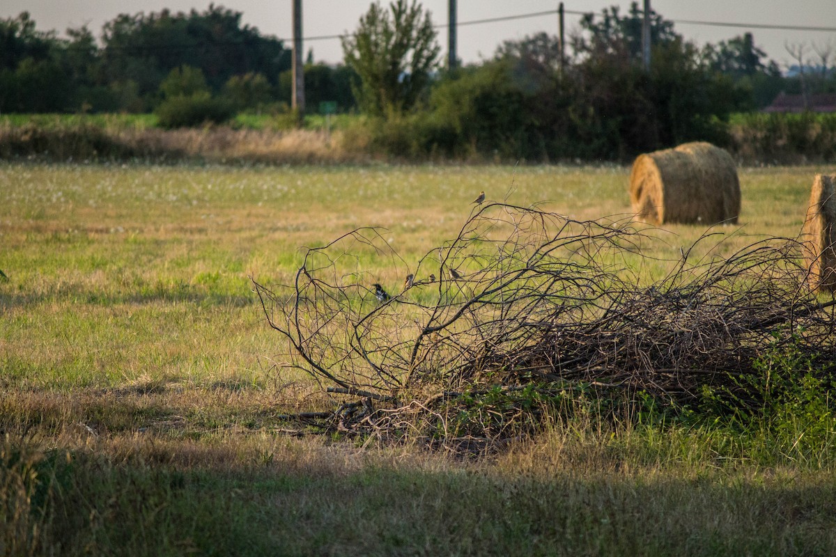 Corn Bunting - ML645720274