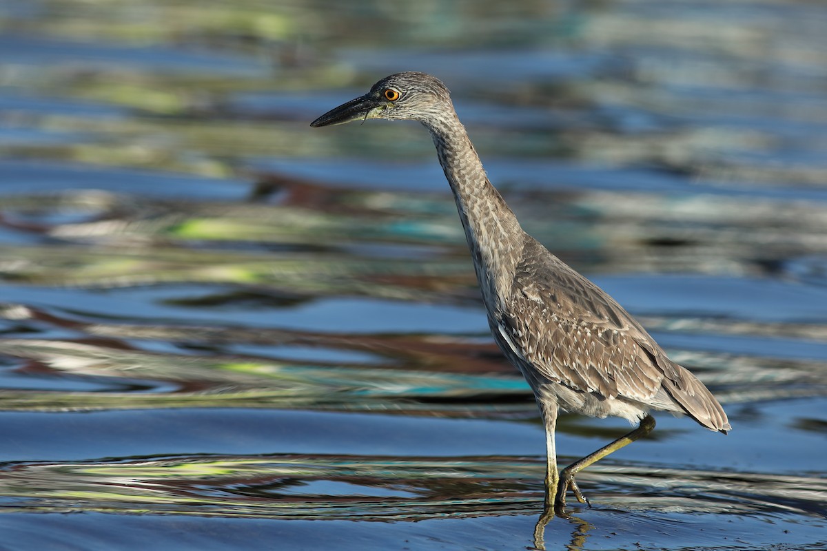 Sarı Tepeli Gece Balıkçılı - ML645720287