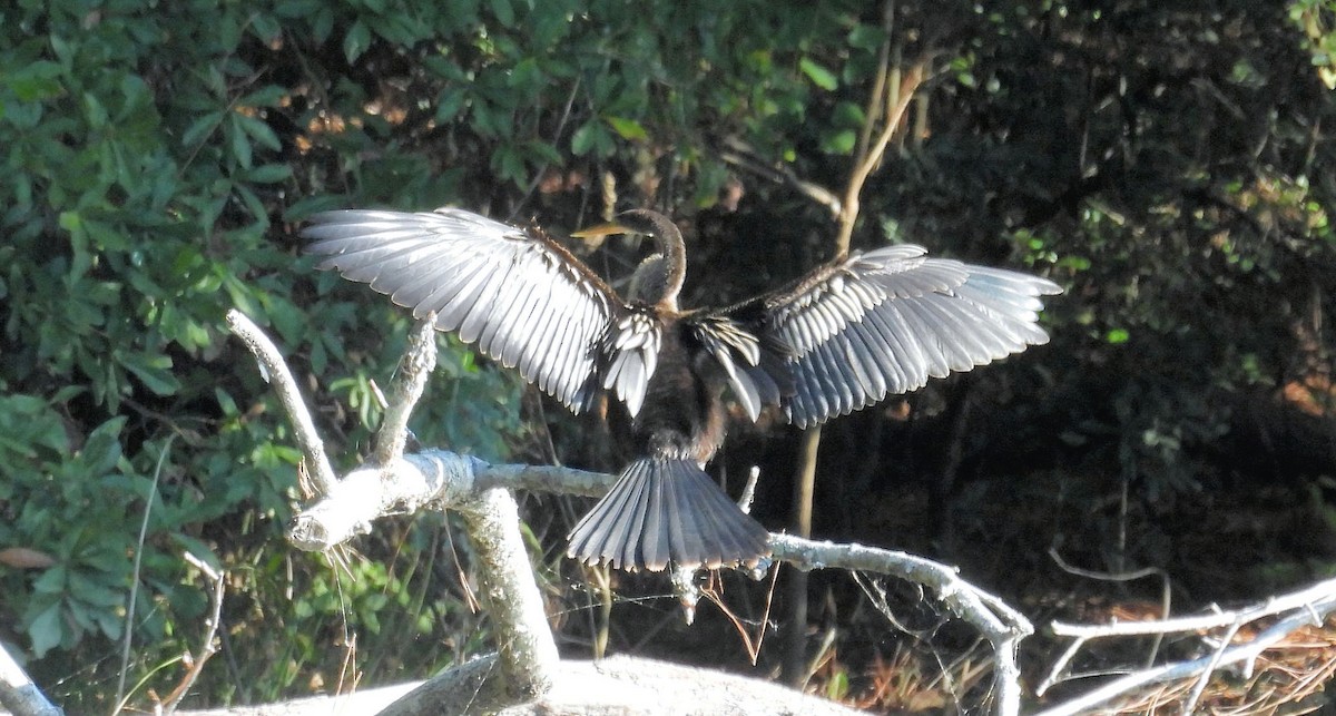 Anhinga Americana - ML645720293