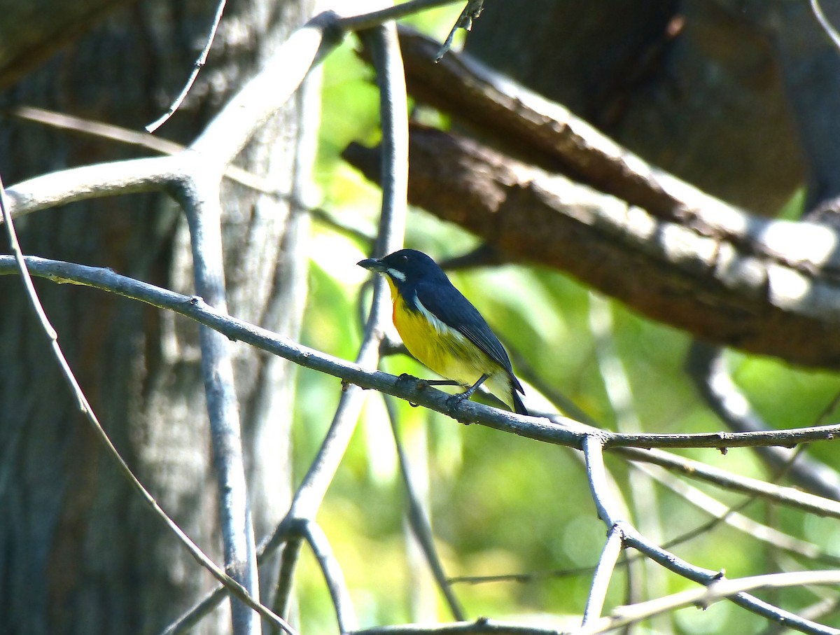 Palawan Flowerpecker - ML645720302