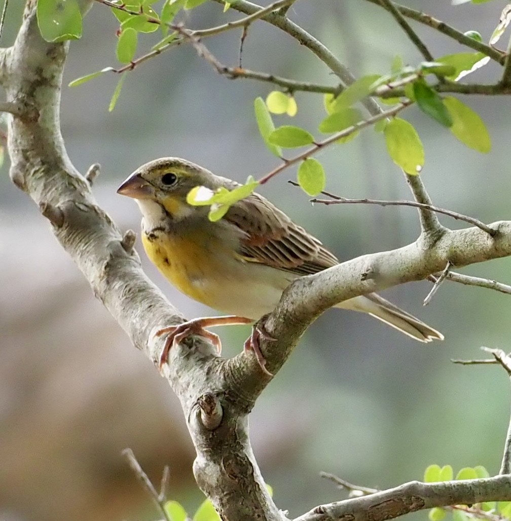 Dickcissel - ML645720305