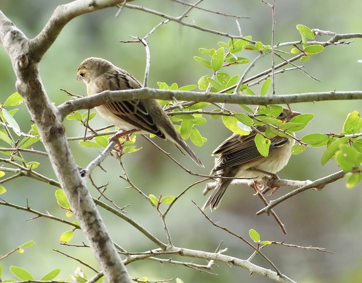 Dickcissel - ML645720306