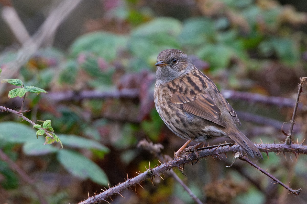 Passera scopaiola - ML645720315