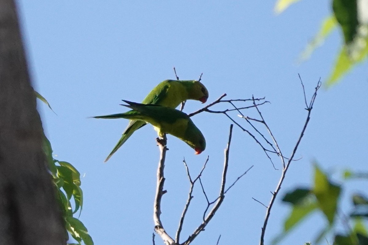 sennepshodelori - ML645720323