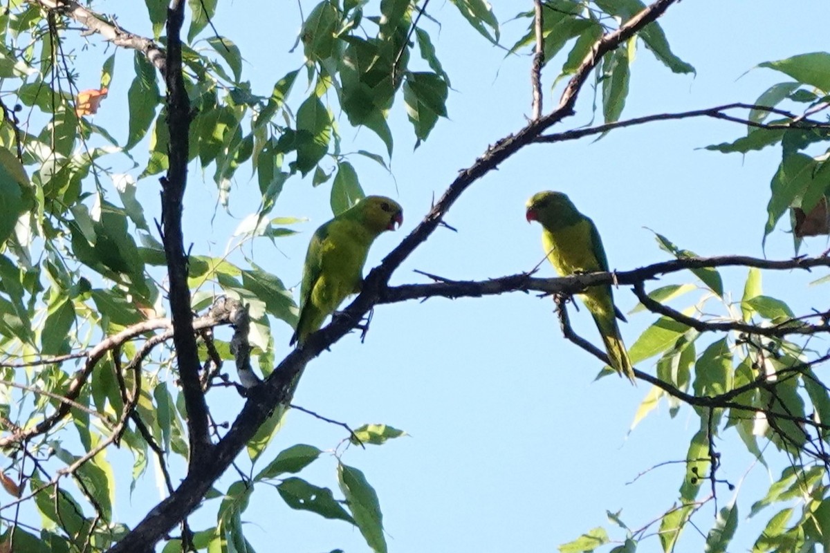 Olive-headed Lorikeet - ML645720324