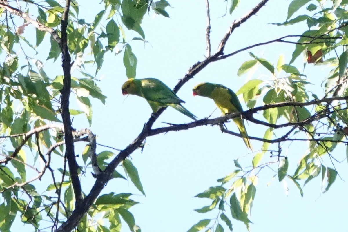 Olive-headed Lorikeet - ML645720325