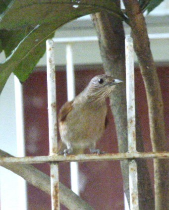 Pale-breasted Thrush - ML645720331