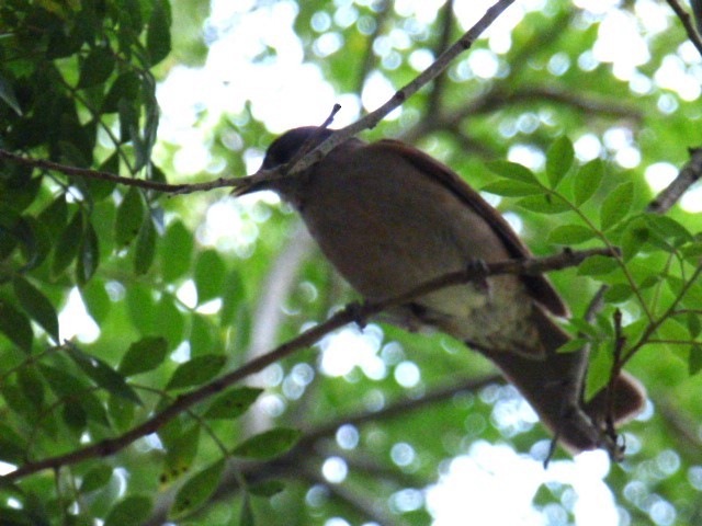 Pale-breasted Thrush - ML645720332