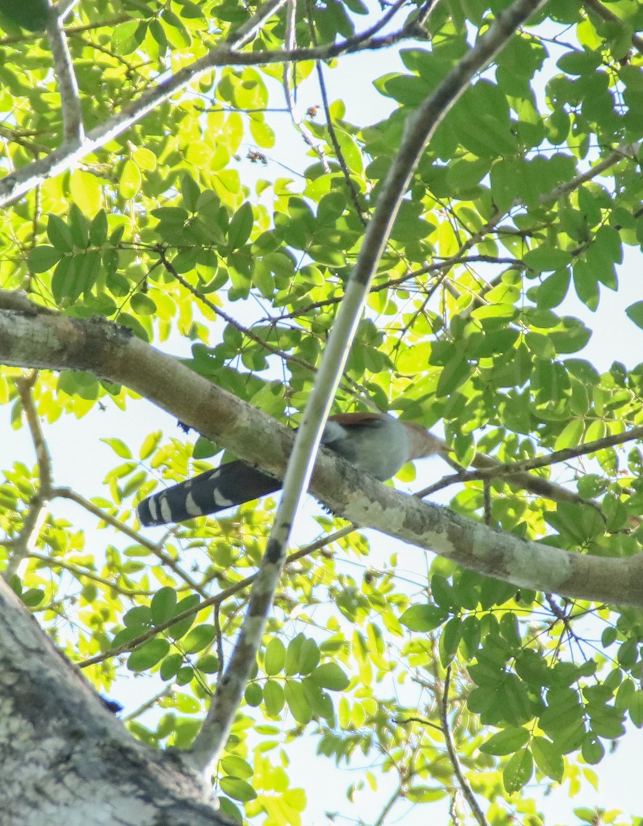 Common Squirrel-Cuckoo - ML645720333