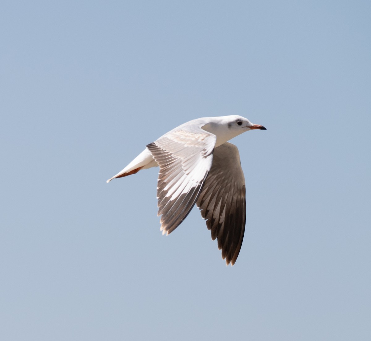 Мартин сіроголовий - ML645720334