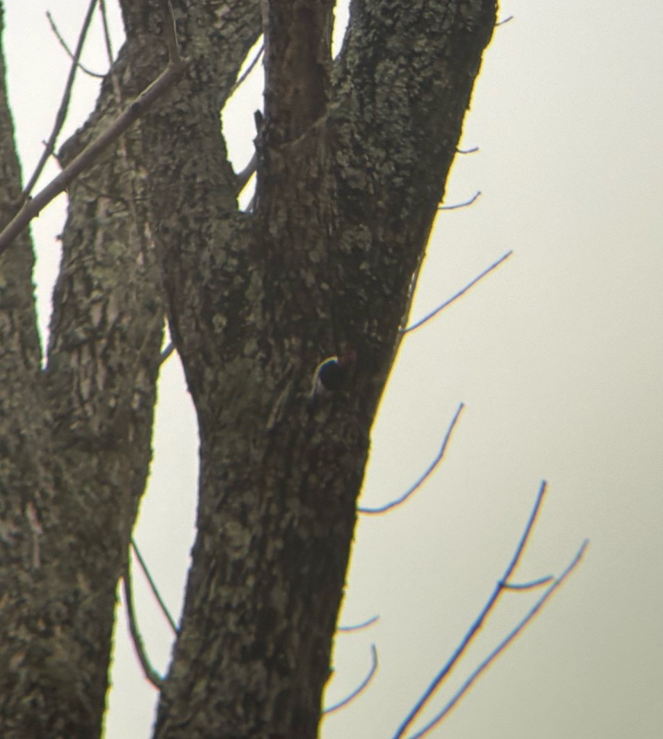 Pic à tête rouge - ML645720335