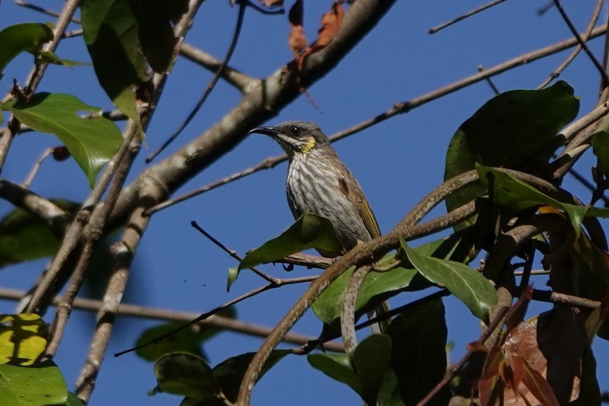 Streak-breasted Honeyeater - ML645720336