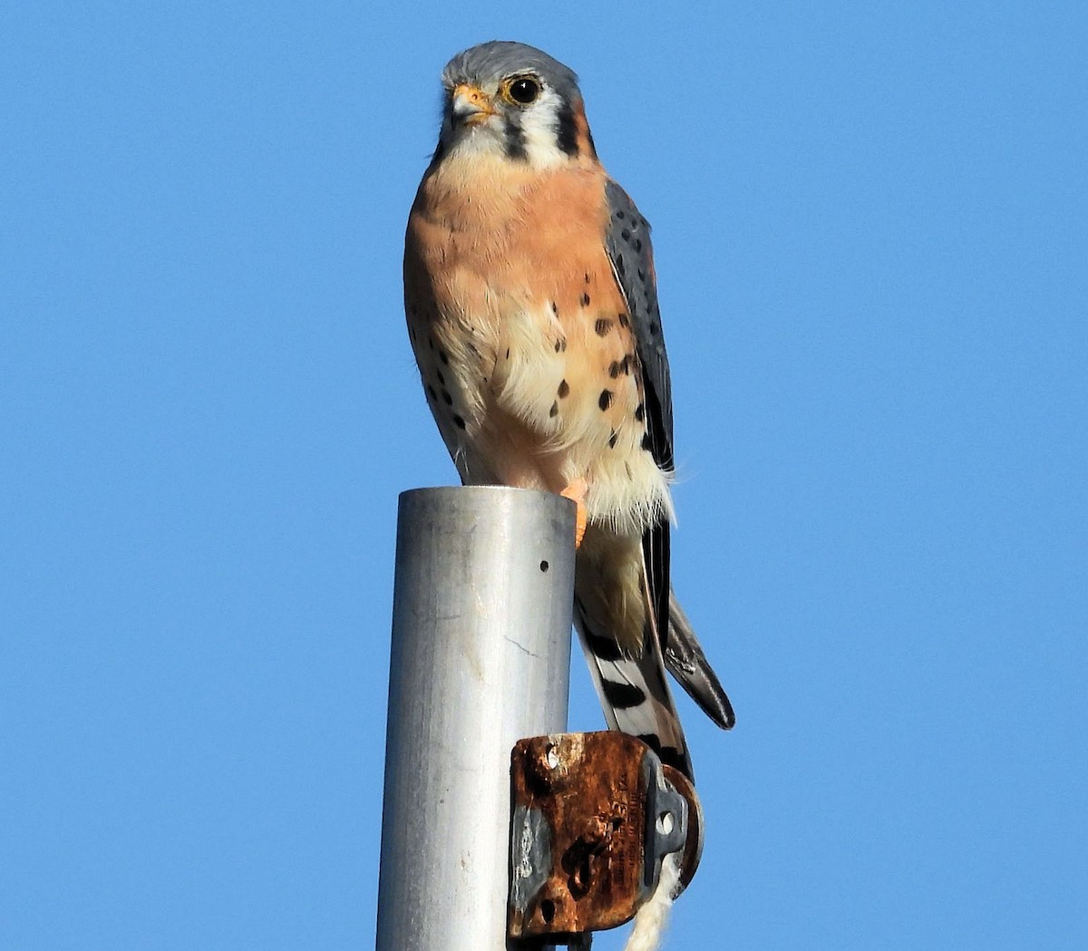 Cernícalo Americano - ML645720337