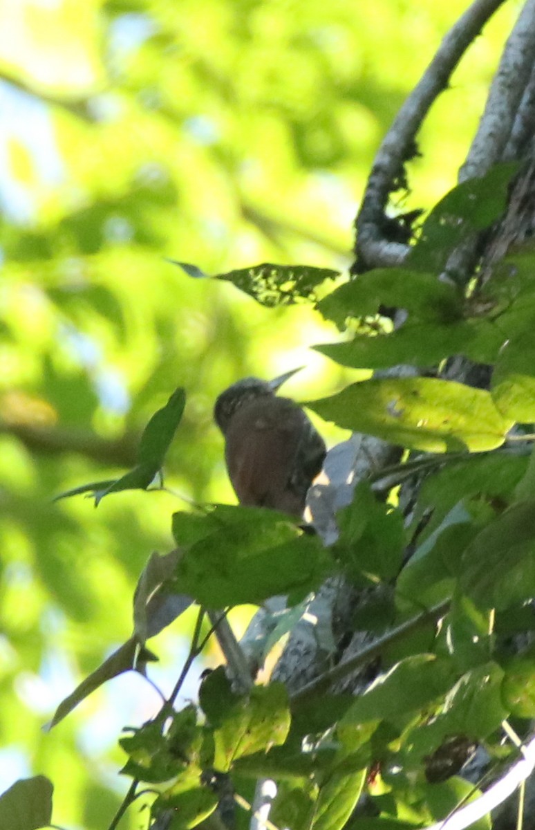 Streak-headed Woodcreeper - ML645720339
