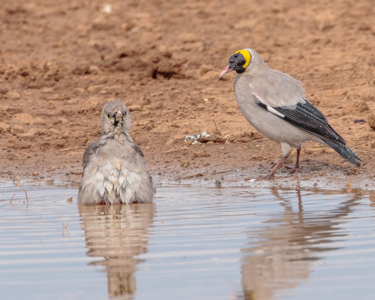 Wattled Starling - ML645720341