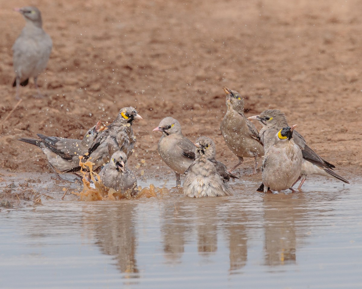 Wattled Starling - ML645720342