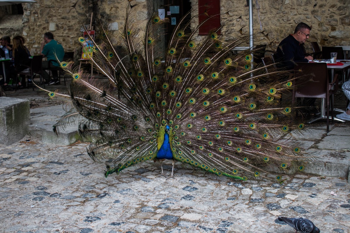 Indian Peafowl (Domestic type) - ML645720344