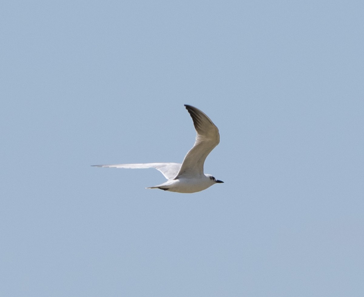 Gull-billed Tern - ML645720346