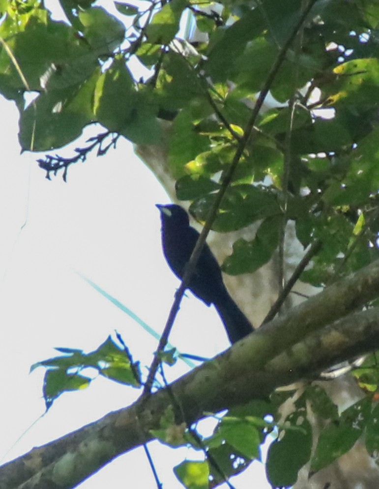 Silver-beaked Tanager - ML645720347