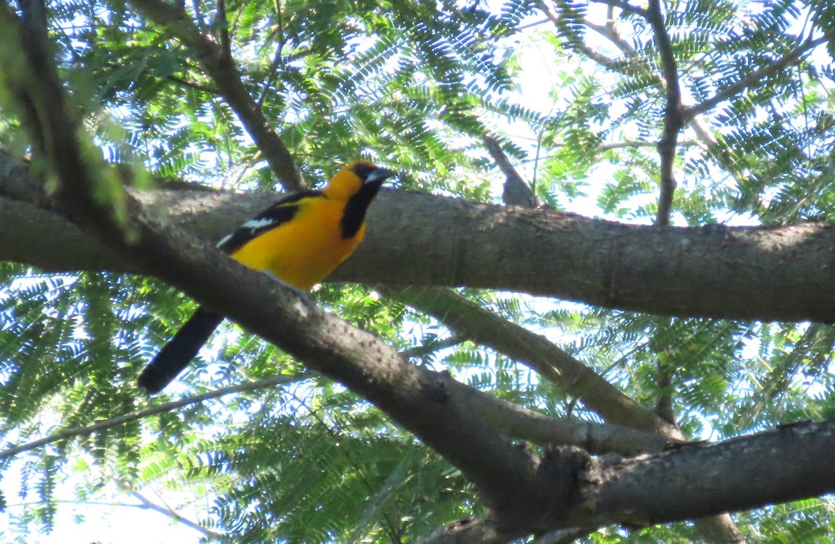 Altamira Oriole - ML645720348