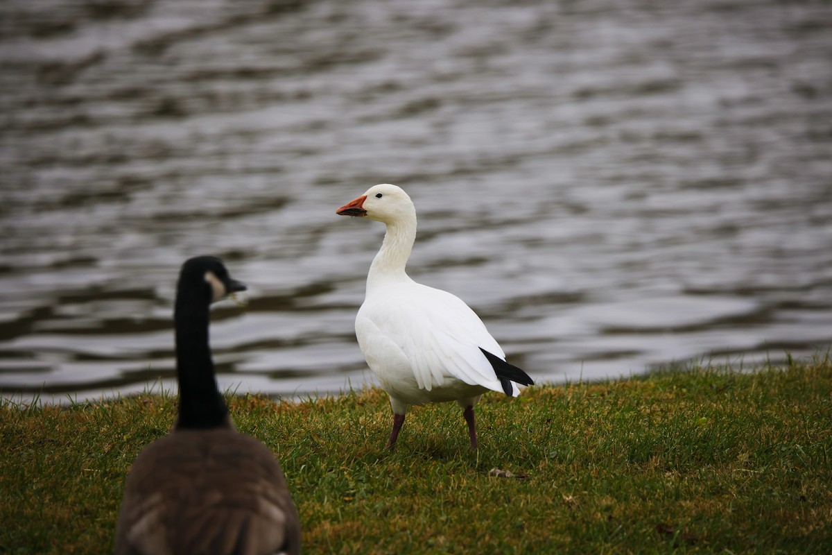 husa sněžní - ML645720358