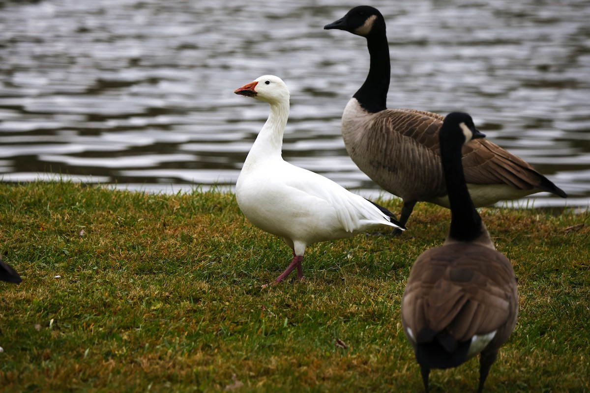 husa sněžní - ML645720359