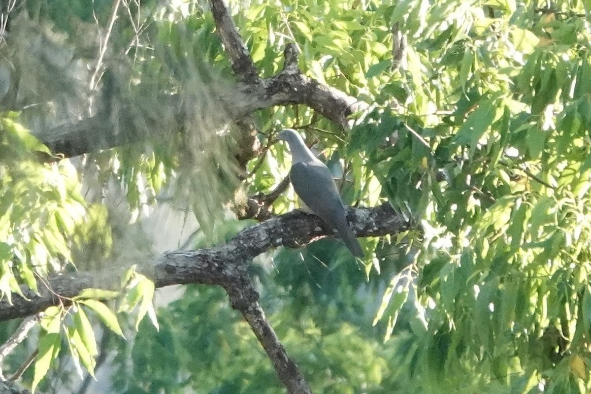 Timor Imperial-Pigeon - ML645720383