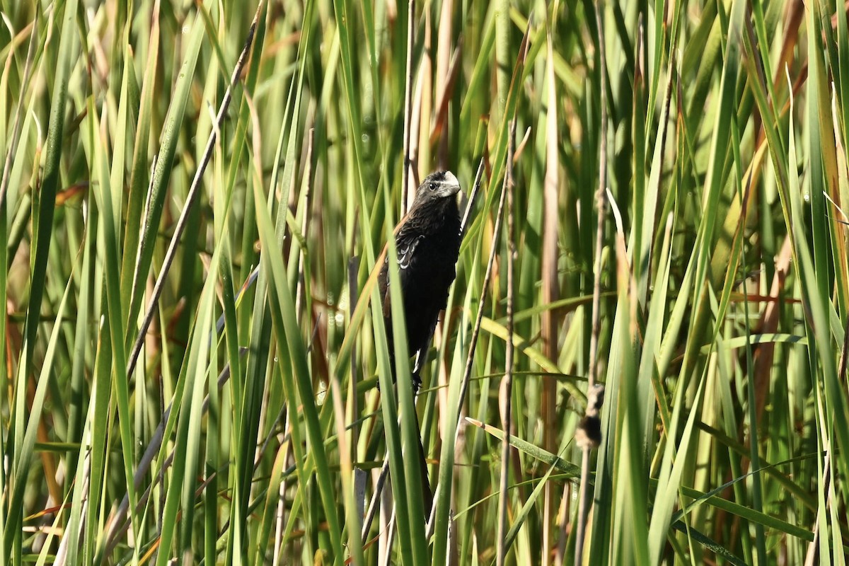 Ані товстодзьобий - ML645720390