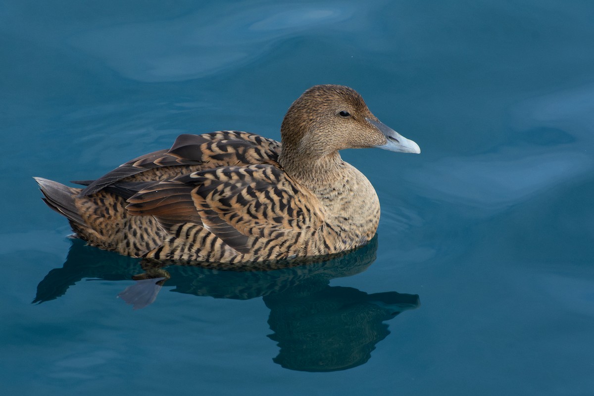 Common Eider - ML645720392