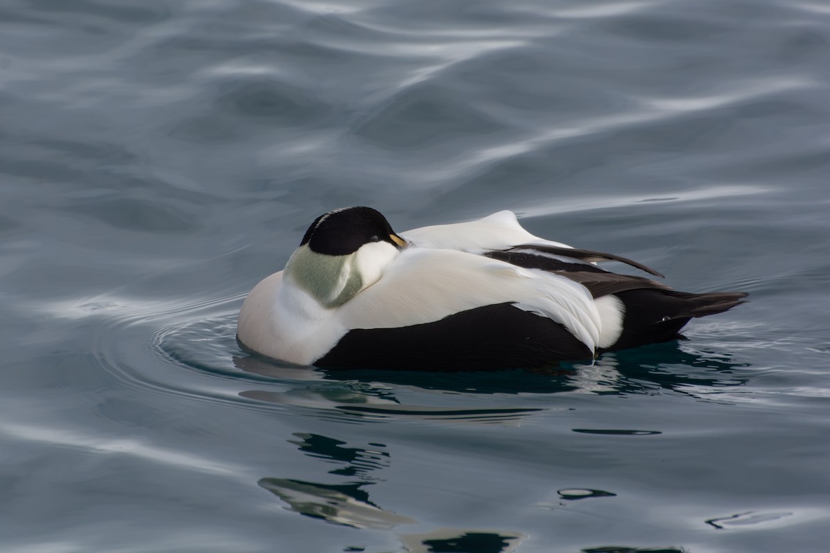 Common Eider - ML645720393