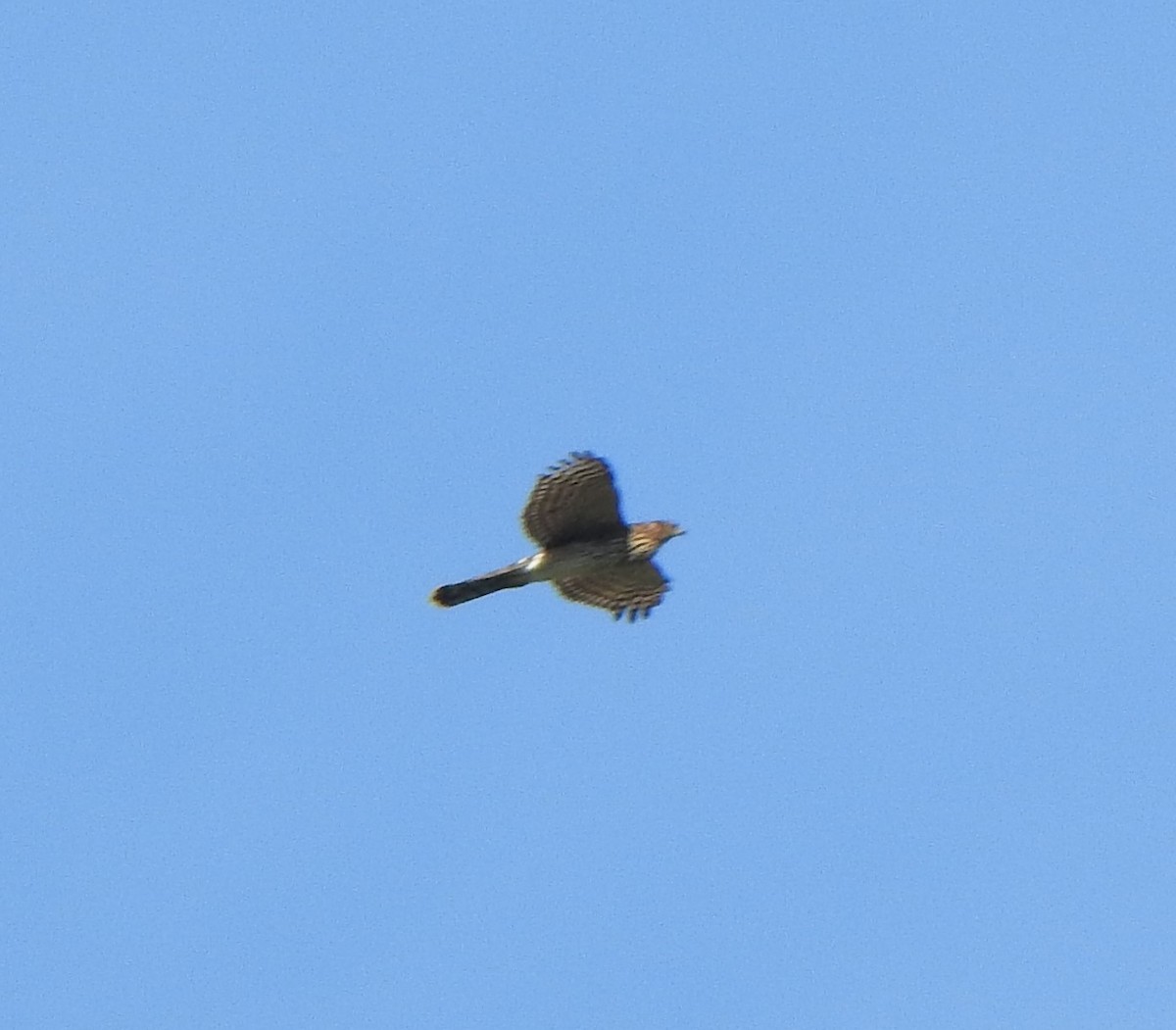 Turkey Vulture - ML645720396