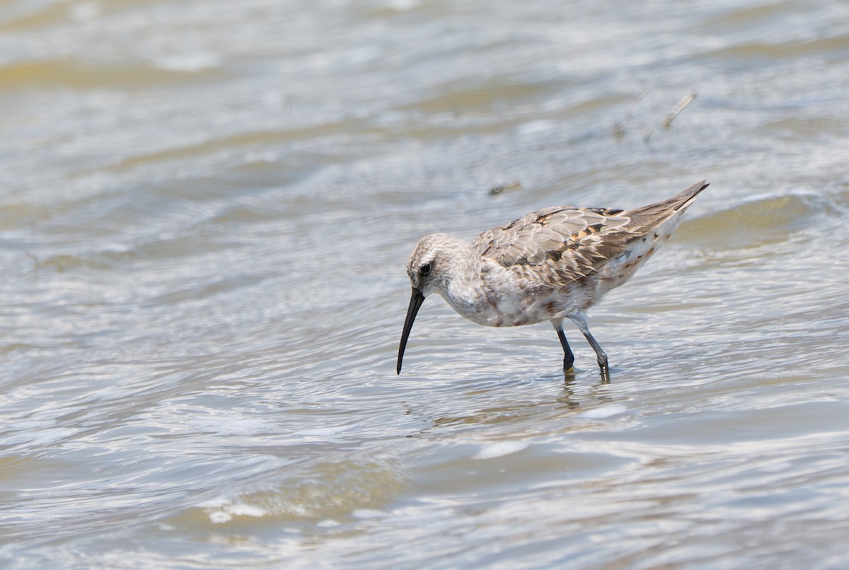 Curlew Sandpiper - ML645720397