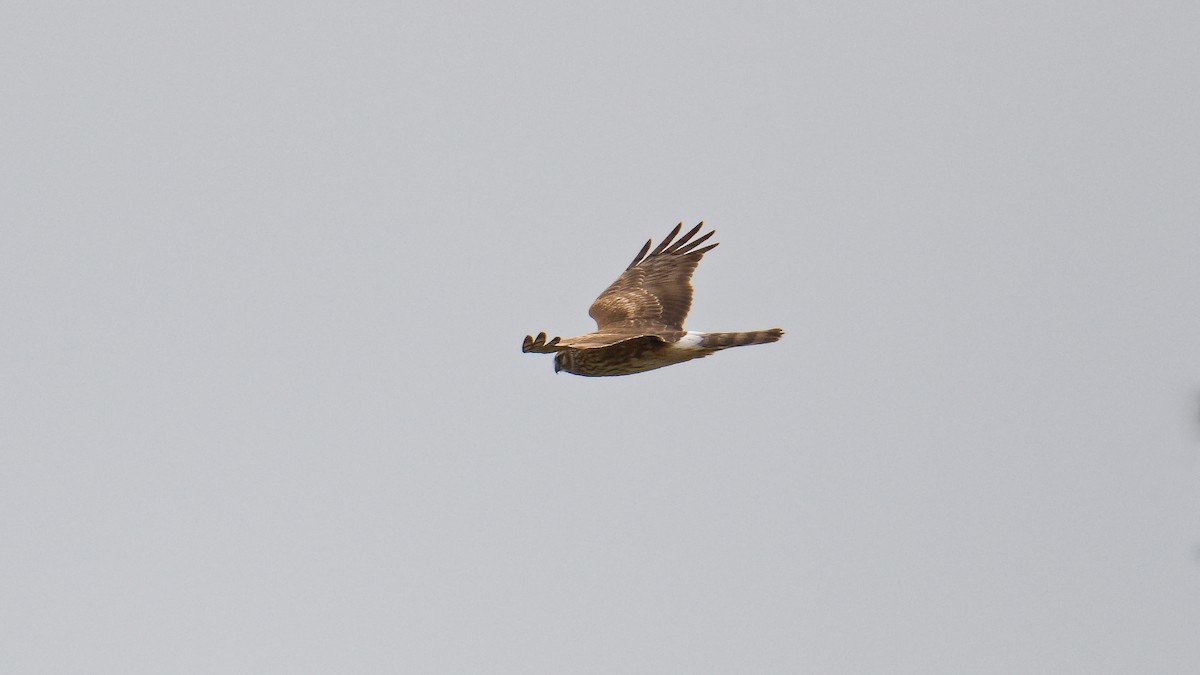 Hen Harrier - ML645720412