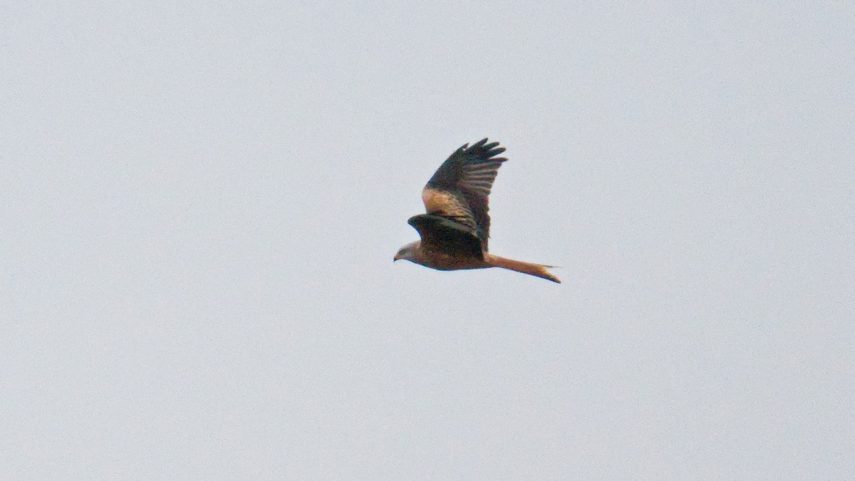 Red Kite - ML645720417