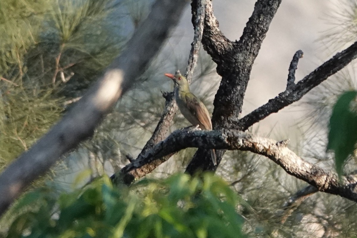 Timor Oriole - ML645720419